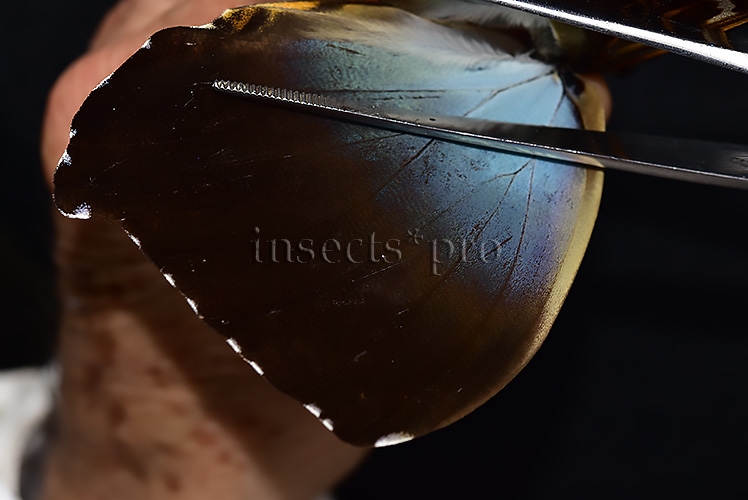 Morpho cisseis gahua f. phadena ♂ - Image 4