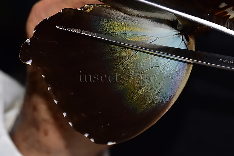 Morpho cisseis gahua f. gahua ♂ - Image 4