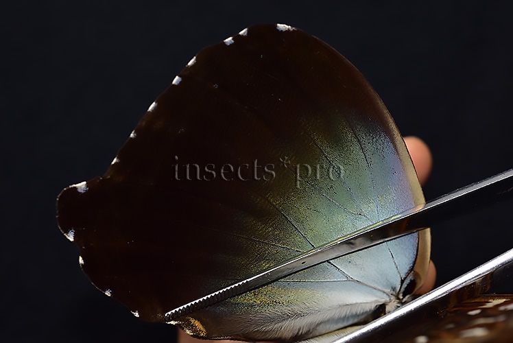 Morpho cisseis gahua f. gahua ♂ - Image 5