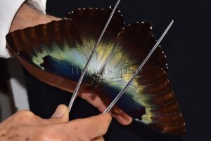 Morpho cisseis gahua f. gahua ♂