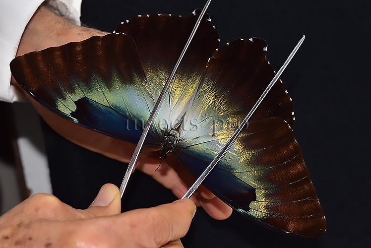 Morpho cisseis gahua f. gahua ♂