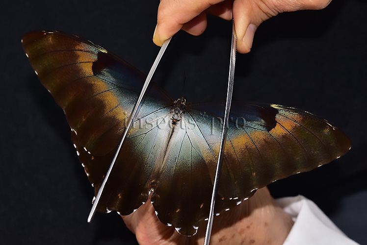 Morpho cisseis gahua f. phadena A1 ♂ - Image 6