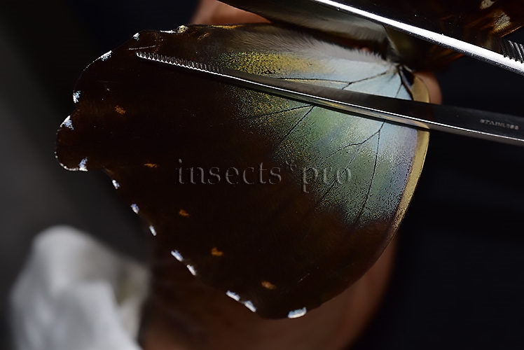 Morpho cisseis gahua f. phadena A1 ♂ - Image 4