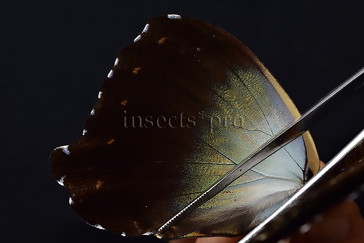 Morpho cisseis gahua f. phadena A1 ♂ - Image 5