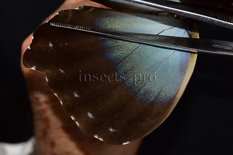 Morpho cisseis gahua f. gahua A1 ♂ GIANT BLUE - Image 4