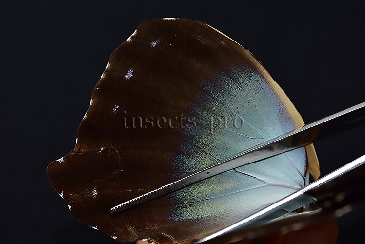 Morpho cisseis gahua f. gahua A1 ♂ GIANT BLUE - Image 5