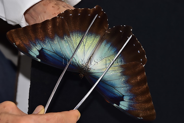 Morpho cisseis gahua f. gahua A1 ♂ GIANT BLUE - Image 6