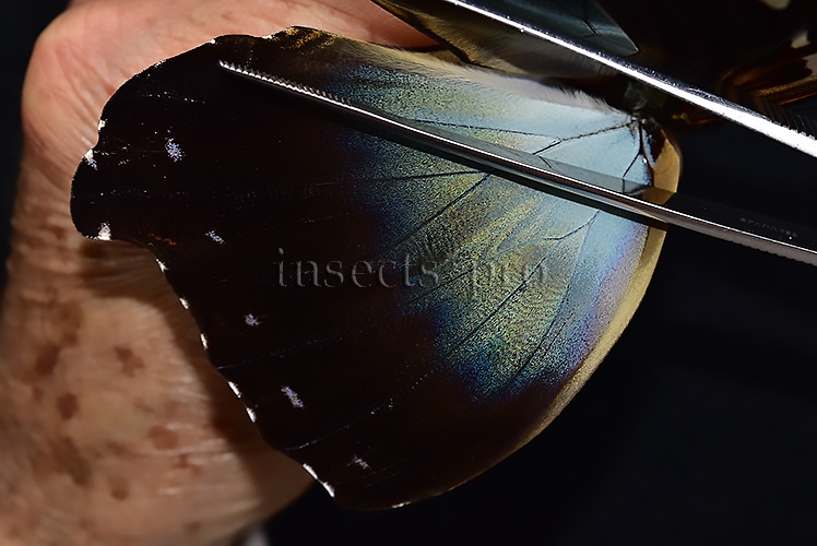 Morpho cisseis gahua f. gahua A1 ♂ LARGE - Image 4