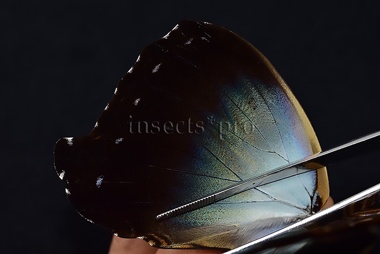 Morpho cisseis gahua f. gahua A1 ♂ LARGE - Image 5