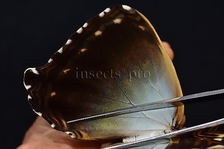 Morpho cisseis gahua f. phadena A1 ♀ - Image 5
