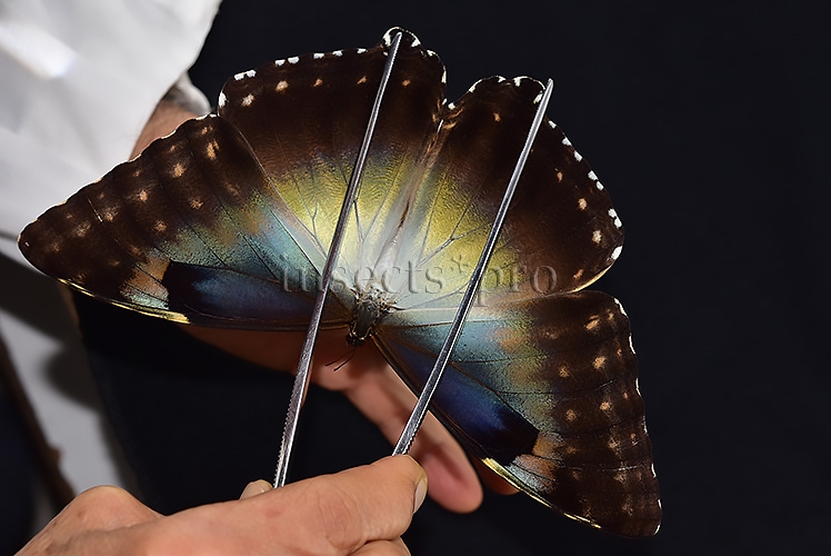 Morpho cisseis gahua f. phadena A1 ♀ - Image 6