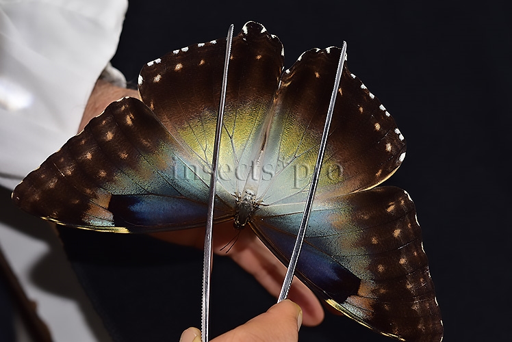 Morpho cisseis gahua f. phadena A1 ♀