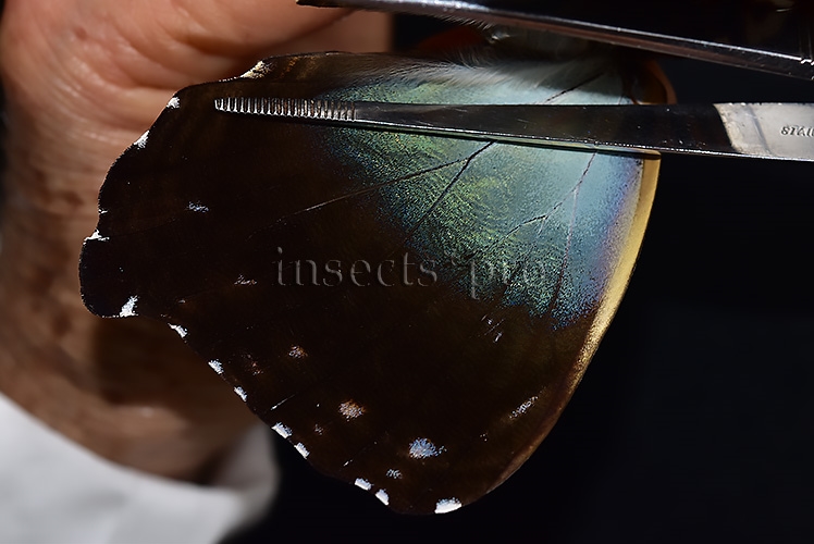 Morpho cisseis gahua f. gahua A1 ♀ BLUE - Image 4