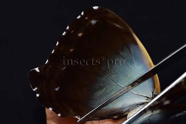 Morpho cisseis gahua f. gahua A1 ♀ BLUE - Image 5