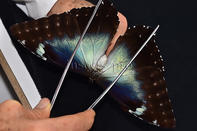 Morpho cisseis gahua f. gahua A1 ♀ BLUE - Image 6
