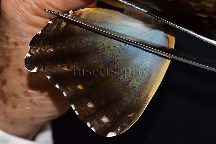 Morpho cisseis gahua f. phadena A1 ♀ GOOD FORM - Image 4