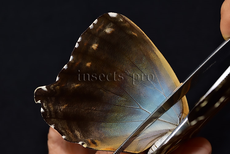 Morpho cisseis gahua f. phadena A1 ♀ GOOD FORM - Image 5