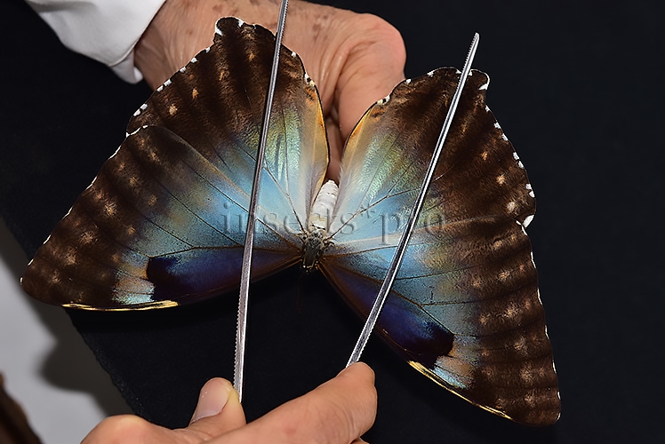 Morpho cisseis gahua f. phadena A1 ♀ GOOD FORM - Image 6