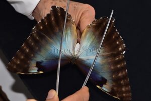 Morpho cisseis gahua f. phadena A1 ♀ GOOD FORM