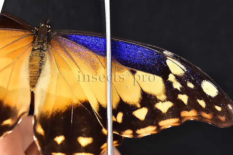 Morpho rhetenor helena A1 *GYNANDROMORPH* ⚥ MALE MOSAIC ON VERSO FROSTY GYN* - Image 5