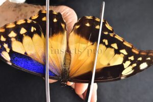 Morpho rhetenor helena A1 *GYNANDROMORPH* ⚥ MALE MOSAIC ON VERSO FROSTY GYN*
