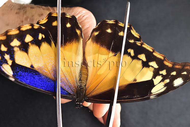 Morpho rhetenor helena A1 *GYNANDROMORPH* ⚥ MALE MOSAIC ON VERSO FROSTY GYN*