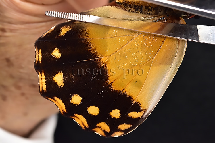 Morpho rhetenor helena A1 *GYNANDROMORPH* ⚥ MALE MOSAIC ON VERSO FROSTY GYN* - Image 6