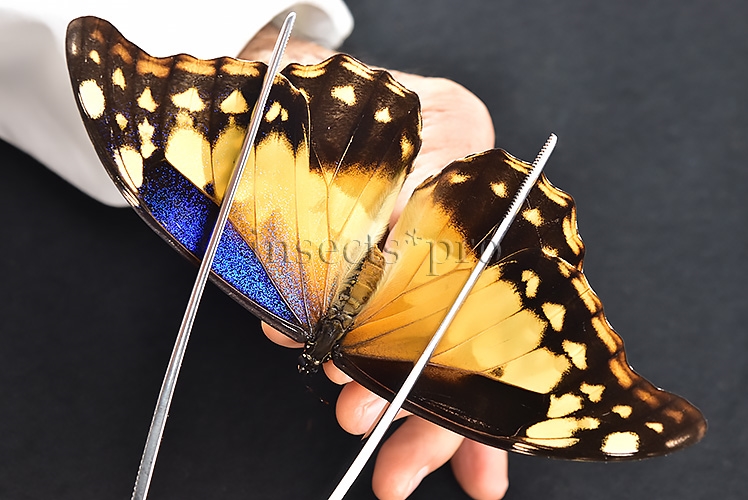 Morpho rhetenor helena A1 *GYNANDROMORPH* ⚥ MALE MOSAIC ON VERSO FROSTY GYN* - Image 7