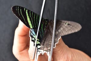 Urania leilus A1 ♂ ABERRATION* MELANIC RIGHT SIDE BILATERAL ABERRANT