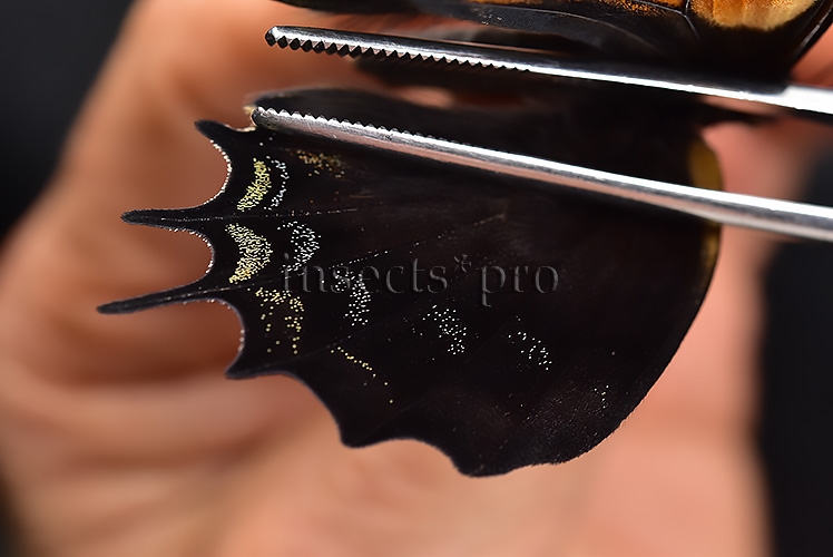 Pterourus cacicus inca f. zaddachii A1 ♀ GOOD PRICE with ACETATE - Image 4
