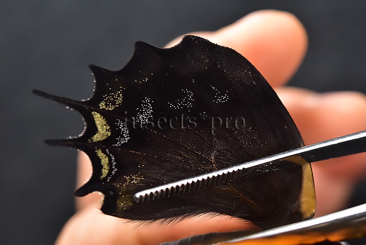 Pterourus cacicus inca f. zaddachii A1 ♀ GOOD PRICE with ACETATE - Image 5