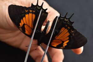 Pterourus cacicus inca f. zaddachii A1 ♀ GOOD PRICE with ACETATE