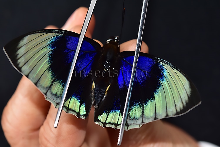 Agrias beatifica staudingeri A1 ♂ YELLOWISH WILD CAPTURED - Image 6