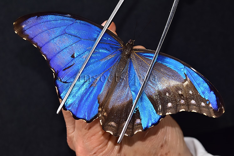 Morpho godartii tingomariensis *GYNANDROMORPH* ⚥ SUPERB MOSAIC SPECIMEN - Image 7