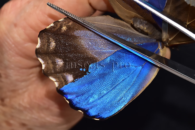 Morpho godartii tingomariensis *GYNANDROMORPH* ⚥ SUPERB MOSAIC SPECIMEN - Image 4