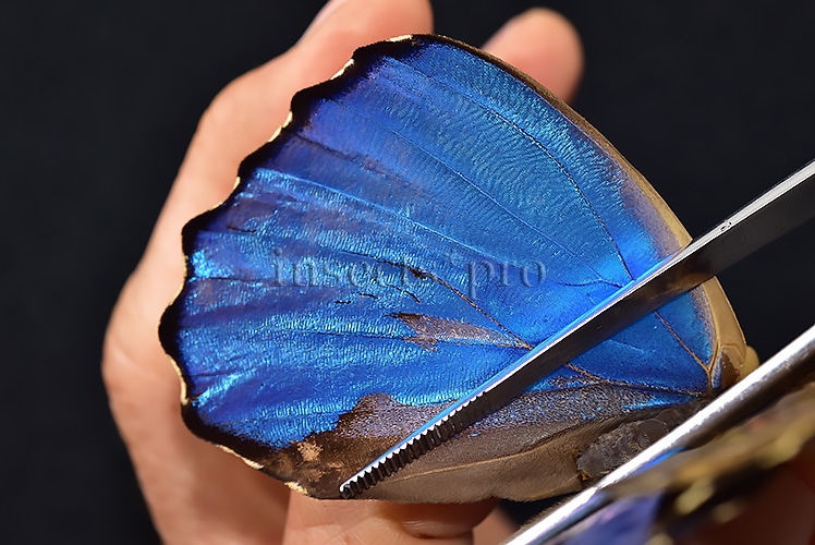 Morpho godartii tingomariensis *GYNANDROMORPH* ⚥ SUPERB MOSAIC SPECIMEN - Image 5