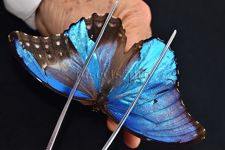 Morpho godartii tingomariensis *GYNANDROMORPH* ⚥ SUPERB MOSAIC SPECIMEN - Image 6