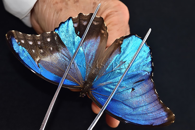 Morpho godartii tingomariensis *GYNANDROMORPH* ⚥ SUPERB MOSAIC SPECIMEN