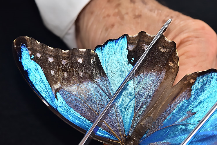 Morpho godartii tingomariensis *GYNANDROMORPH* ⚥ SUPERB MOSAIC SPECIMEN - Image 8