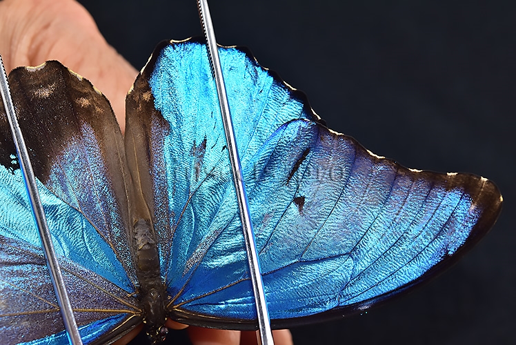 Morpho godartii tingomariensis *GYNANDROMORPH* ⚥ SUPERB MOSAIC SPECIMEN - Image 9