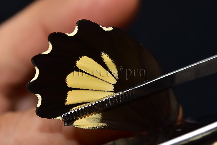 Parides erithalion xanthias A1 ♀ - Image 5