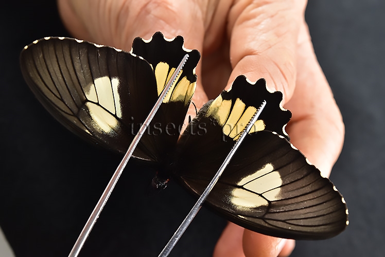 Parides erithalion xanthias A1 ♀