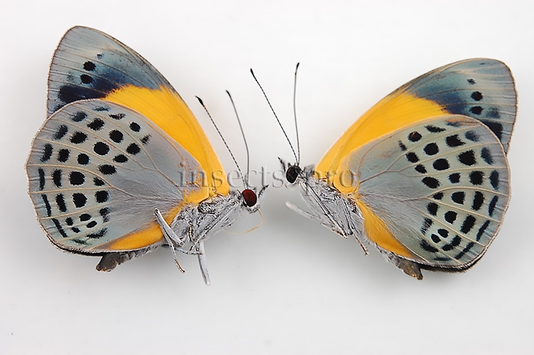 :::BULK SALE:::: Asterope markii davisii A1 ♂ CALLITHEA - Image 2
