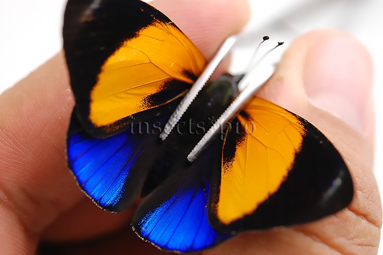 :::BULK SALE:::: Asterope markii davisii A1 ♂ CALLITHEA