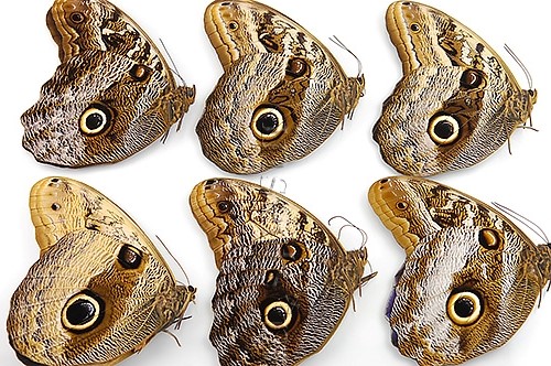 :::BULK SALE:::: Caligo sp. A1 ♂ ASSORTED SPECIES