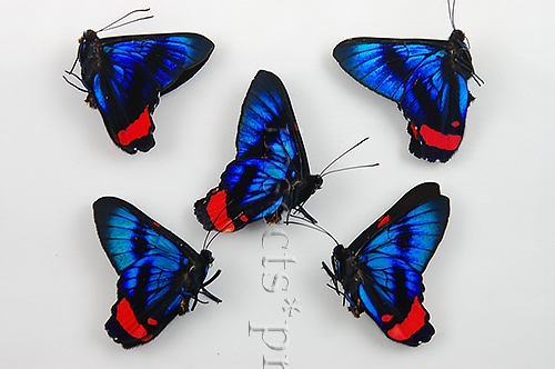 :::BULK SALE:::: Ancyluris mira A1 ♂ RARE
