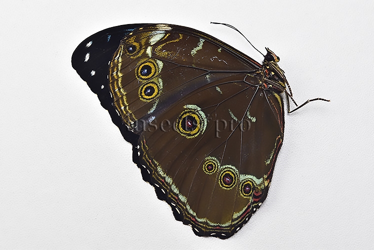 Morpho achilles fagardi ♂ ABERRATION - Image 2