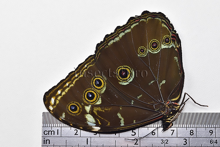 Morpho achilles fagardi ♂ ABERRATION - Image 3