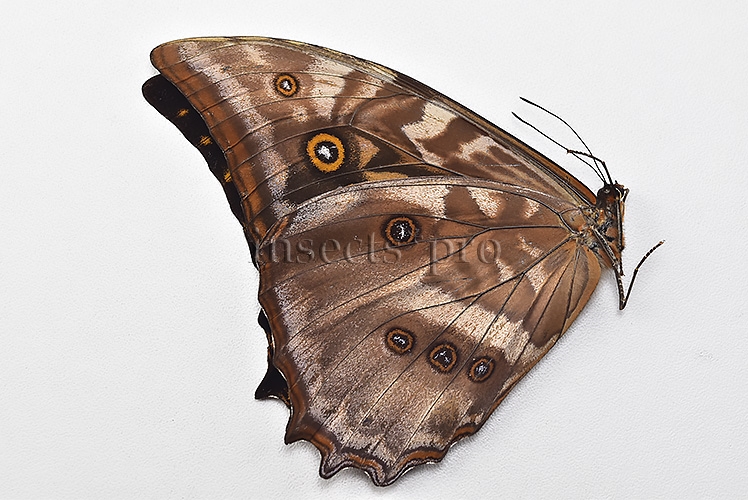 Morpho amphitryon cinereus A1 ♂ RARE - Image 2