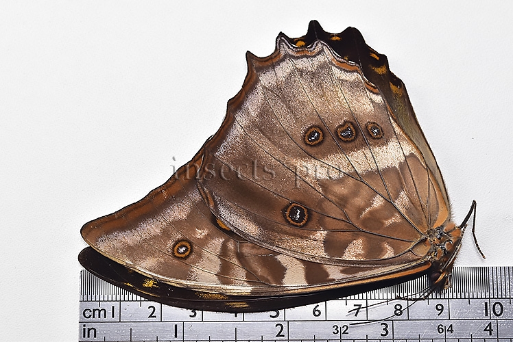 Morpho amphitryon cinereus A1 ♂ RARE - Image 3